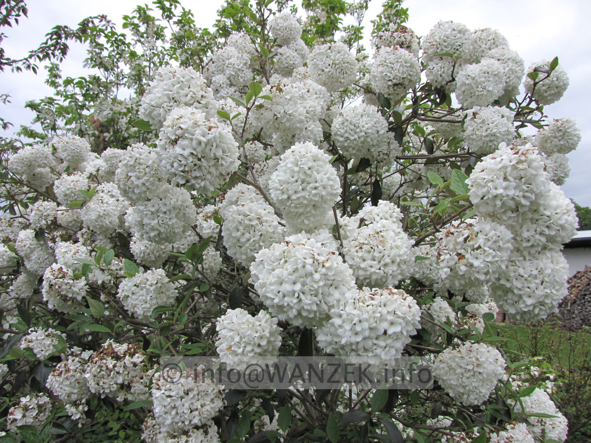 Viburnum Hybride Eskimo 07.JPG